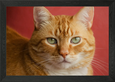 Katze gerahmtes Wandbild Poster Leinwanddruck Bild