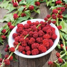 Lot De 50 Graines D'épinard Fraise, Semences Graines Seed