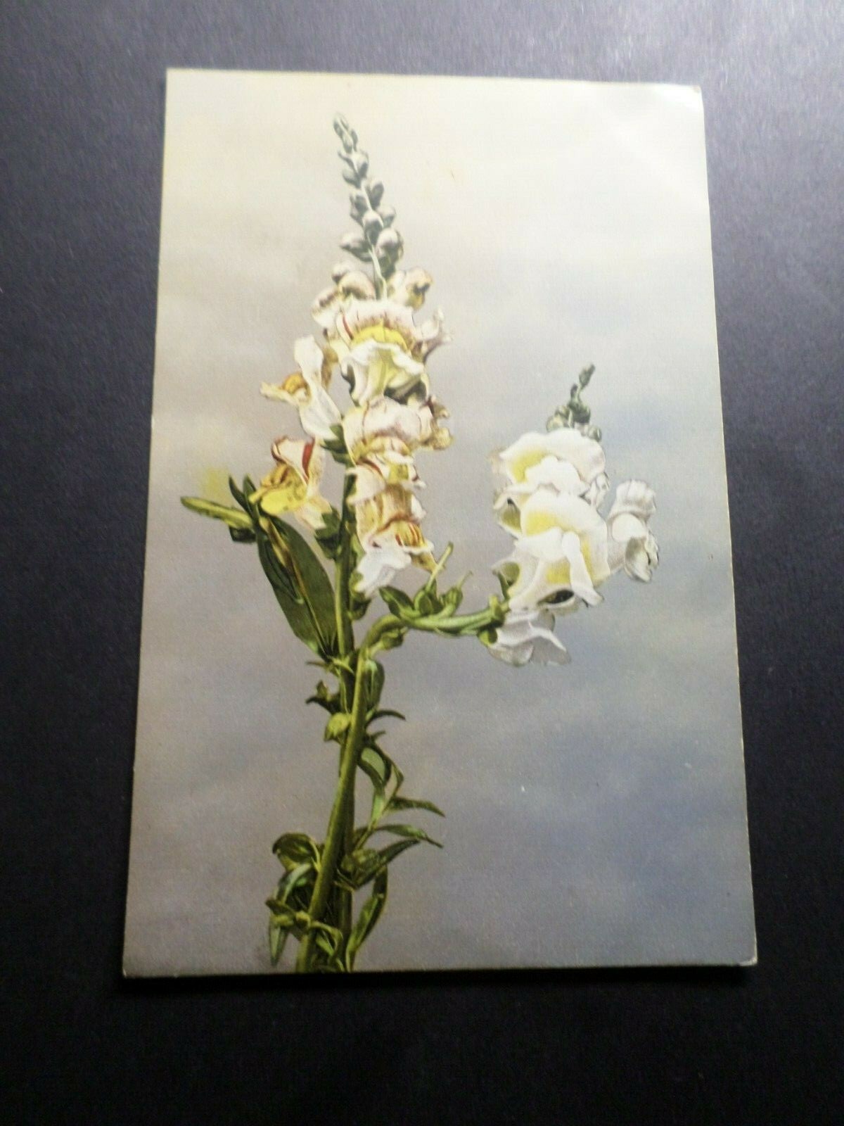 CPA Flowers IN Stem, French Version Postcard, Flowers eBay