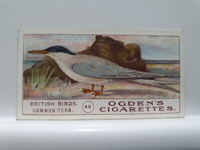 Ogden's Zigarettenkarte, British Birds, #46 Common Tern (RD13)