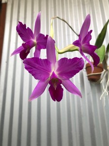Laelia Orchids | eBay
