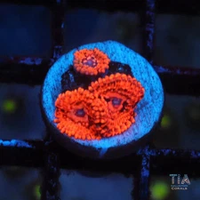 Utter Chaos Zoanthids - NOT WYSIWG | Live Softies Coral | Aquacultured