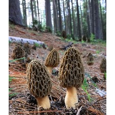 1oz - 16oz Dried Wild Morel Mushrooms, Large Wild Morchellas USA Seller