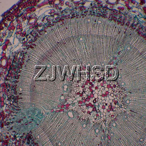 100pcs Glass Prepared Basic Science Microscope Slides Sample Biology Pathology - Picture 4 of 11