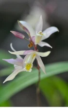 Bletilla Terracotta Princess,  Rooted Cold Hardy Orchid Plant Shipped in 3" Pot