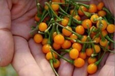 AJI CHARAPITA, 25 Chili Seeds + FREE