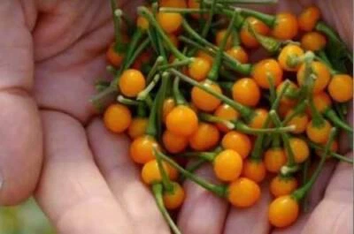 AJI CHARAPITA, 25 semi Peperoncino + OMAGGIO