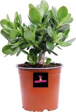 Crassula Ovata - Albero di Giada, POT  Ø9 cm h 20 cm Jade Plant BONSAI Jade Tree
