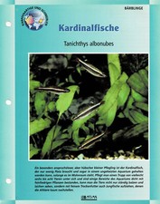 Kardinalfish Tanichthys albonubes / karta informacyjna akwarium