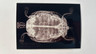 Western Pond Turtle 2024 Topps Allen & Ginter X-Ray'd #XR-7 Insert