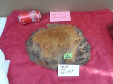 Burlwood Tree Slice 6