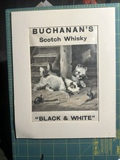 Buchanans Black & White Scotch Whisky 1911 Dog Print Advert Mounted Original