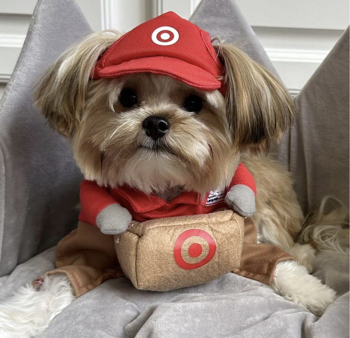 Target Team Member Delivery Dog or Cat Pet Halloween Costume Set Size XS NEW