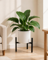 Bamworld BlumenstäNder PflanzenstäNder Pflanzenregal 23