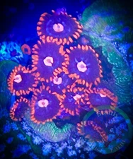 SAF~ “WYSIWYG” Snitch Zoanthid Frag, Palythoa, Paly, Zoa, Coral Colony