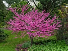 30 Eastern Redbud tree seeds