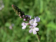 100 True Vervain Seeds - Verbena officinalis - Medicinal Herb and Lovely Flower!