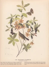 Audubon 1942 Vintage Birds #198 "SWAINSON'S Warbler" Full Color Art Plate Litho