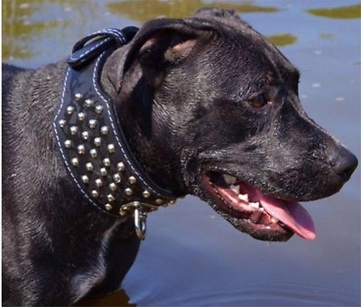 Leder Rundkopfnieten Bulldog Mastiff Rottweiler Pit Bull Halsband 8cm breit  | eBay