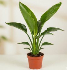 Bird of Paradise Live Plant Orange Blue Strelitzia Reginae Exotic Bloom 4 In Pot