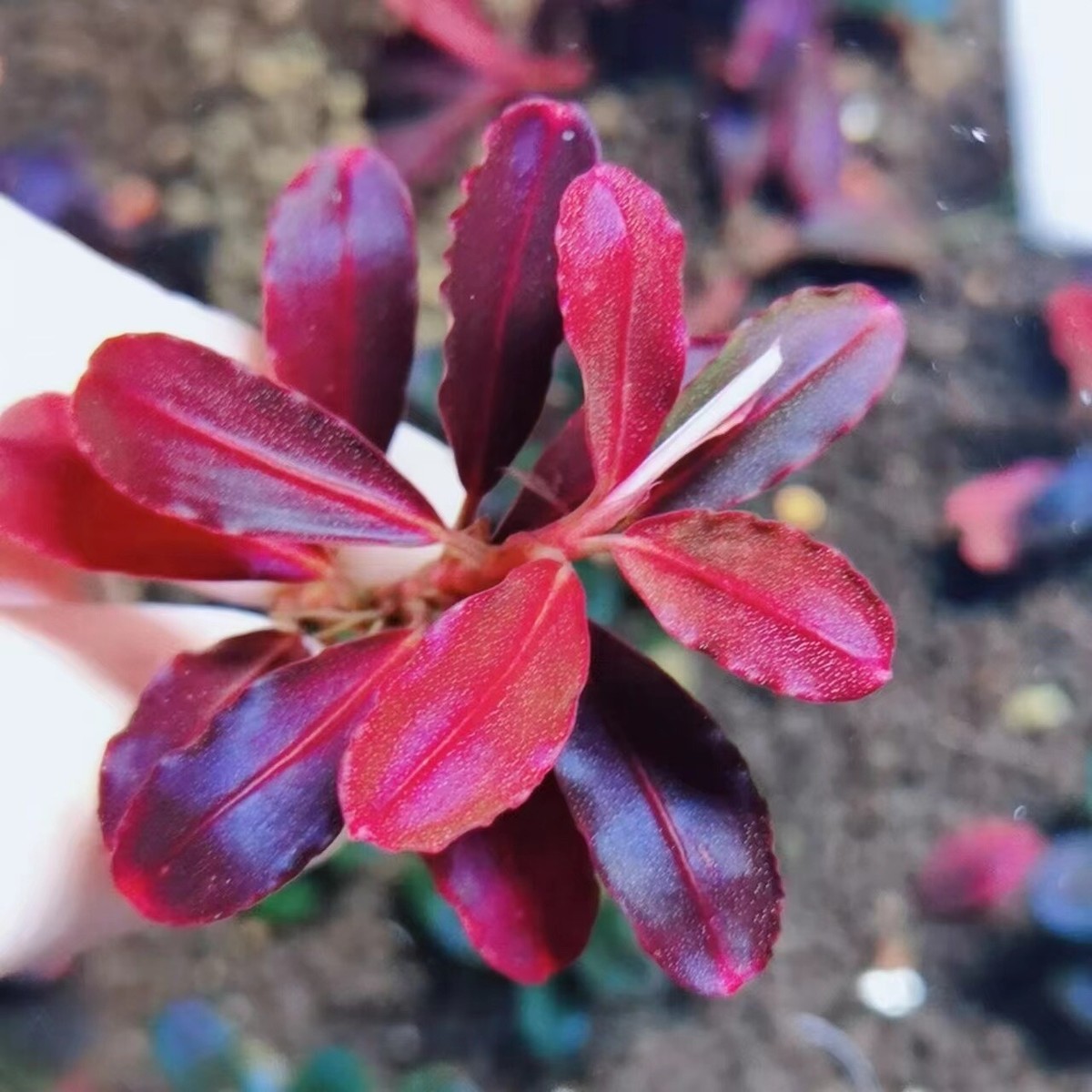 live aquarium plants bucephalandra Neo 2015 One Stem With 8-12