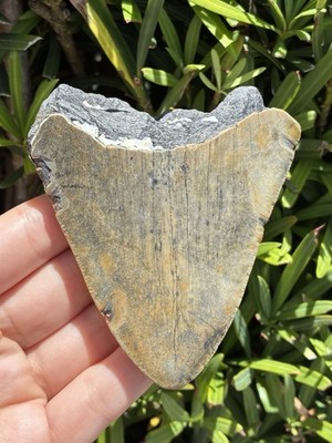 Natural Megalodon Tooth 3.54  Fossil Shark Teeth