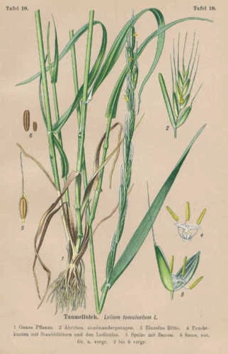 Lolium temulentum - Taumelloch CHROMOLITHOGRAPHY from 1910
