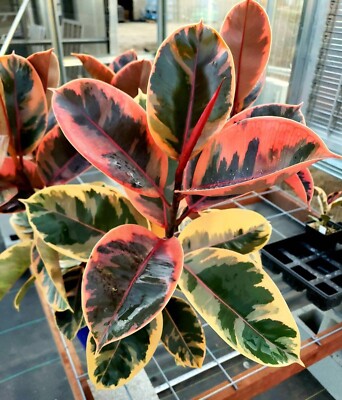 Sale1417 Ficus Elastica Ruby Zimmerpflanze Gummibaum 10 Samen | eBay.de