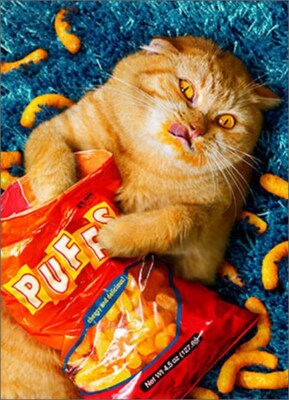 Cheese Puff Cat Stand Out Pop Up Birthday Card - Greeting Card by Avanti Press
