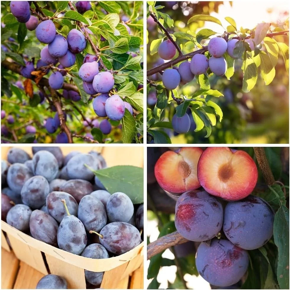 Plum Fruit Seeds for sale | eBay