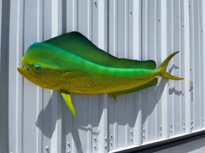 53'' Bull Dolphin ''Green Hornet'' Half Mount - Quick Production