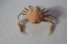 Crab - Randallia pustuloides   85 x 34 mm Crab Taxidermy, Decor, Marine Life