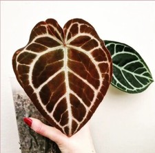 Anthurium Indo Red Crystallinum X Besseae X Open Seedling Not Philodendron 🌱