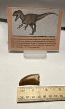 Tyrannosaurus T REX 1.75” African Carcharodontosaurus REAL FOSSIL CS21
