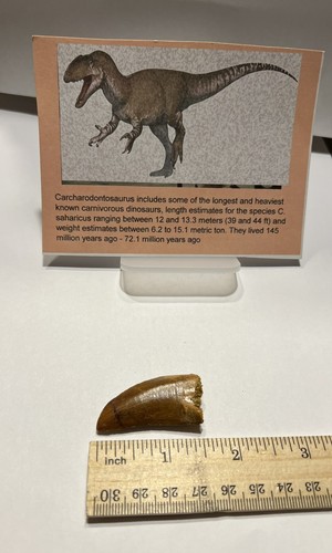 Tyrannosaurus T REX 1.75” African Carcharodontosaurus REAL FOSSIL CS21 - 第 1/3 張圖片