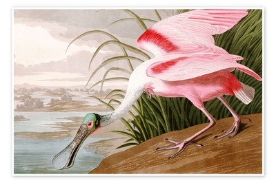 Poster Rosalöffler - John James Audubon