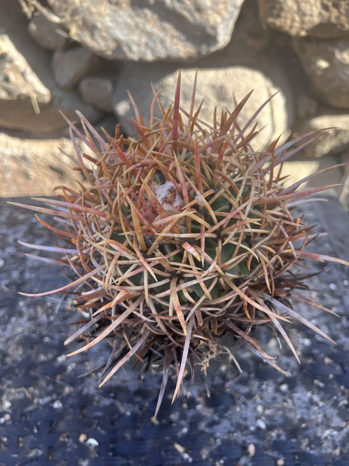CottonTop Cactus, Echino - polycephalus, Yellow Spines! Rare!!