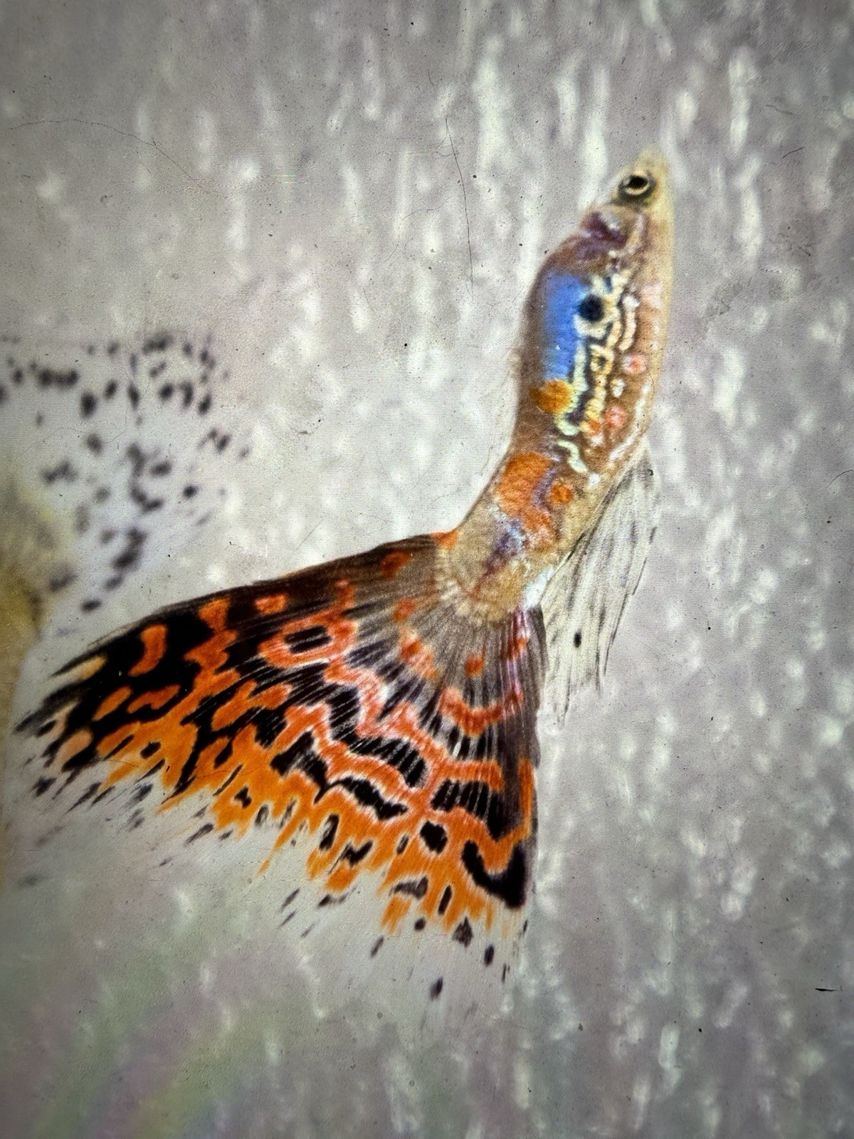 Fancy Fry Guppies 25 Fry Per Order