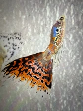 Fancy Fry Guppies 25 Fry Per Order