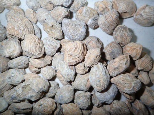 FOSSIL Brownish SEASHELL from Africa 2.5 to 12 GRAM pieces 1 KG Lot - Picture 4 of 12