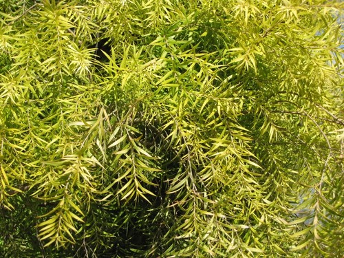 MELALEUCA bracteata (Black Tea-tree) 50 seeds with chaff Australian native tree - Picture 5 of 5