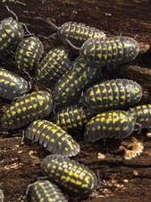 armadillidium gestroi 10ct Bioactive Clean Up Crew Isopods All Adults