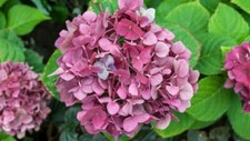 Packet Hydrangea Seeds - Fragrant - 75 Seeds