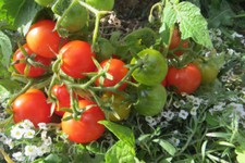 10 graines de tomate nain RED ROBIN idéale pour la culture en pot seeds méth.bio