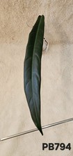 Philodendron Bicolor Dark And Narrow Form Cutting With Richer Color