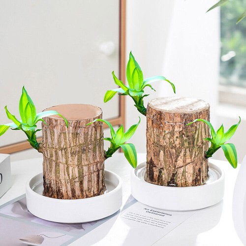 Groot Green Plant Brazilian Wood Water Raise Lucky Wood Potted Small Tree Peopl- - Picture 2 of 14