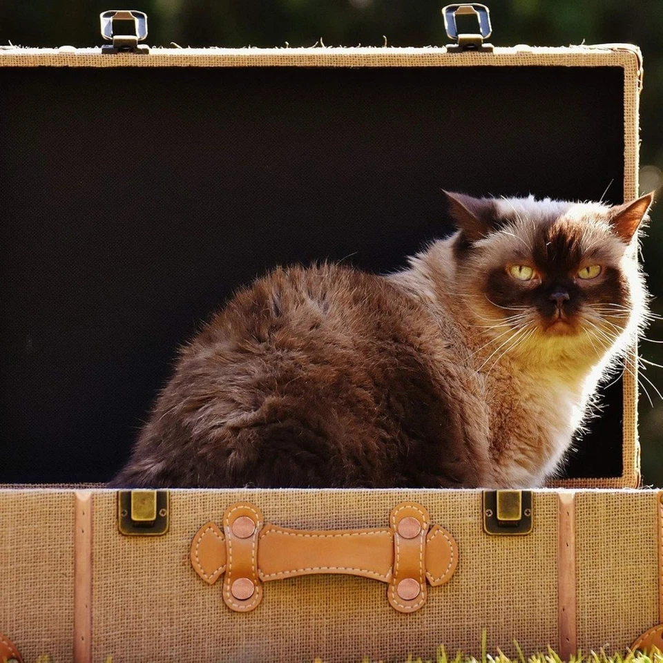 50pcs Copper Rivets and Burrs for Leather Belts Wallets Bags DIY Craft Supplieps - Image 4 of 4