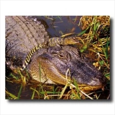 Alligator Cute Baby On Head Wall Picture Art Print