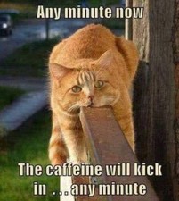 Funny Cat  refrigerator magnet 3 1/2 x 4 1/2"