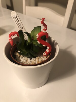 Oktopus Tentakel Pflanze Sukkulente Kakteen Mini Fee Garten Deko Leuchten